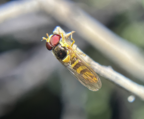 Unknown species found near Cattail Ln, Moreno Valley, CA, US