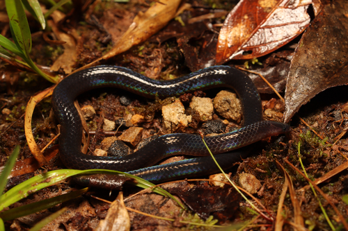 Reed Snakes (Calamariinae) - Snakes and Lizards