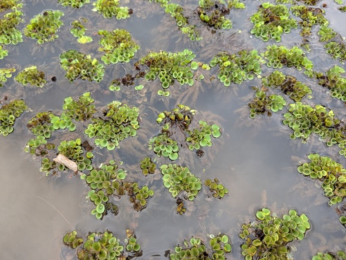 Salvinia cucullata, photograph 2