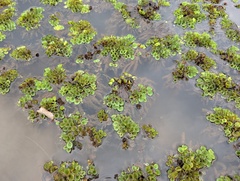 Salvinia cucullata, photograph (c) Zac Peterson, some rights reserved (CC BY)