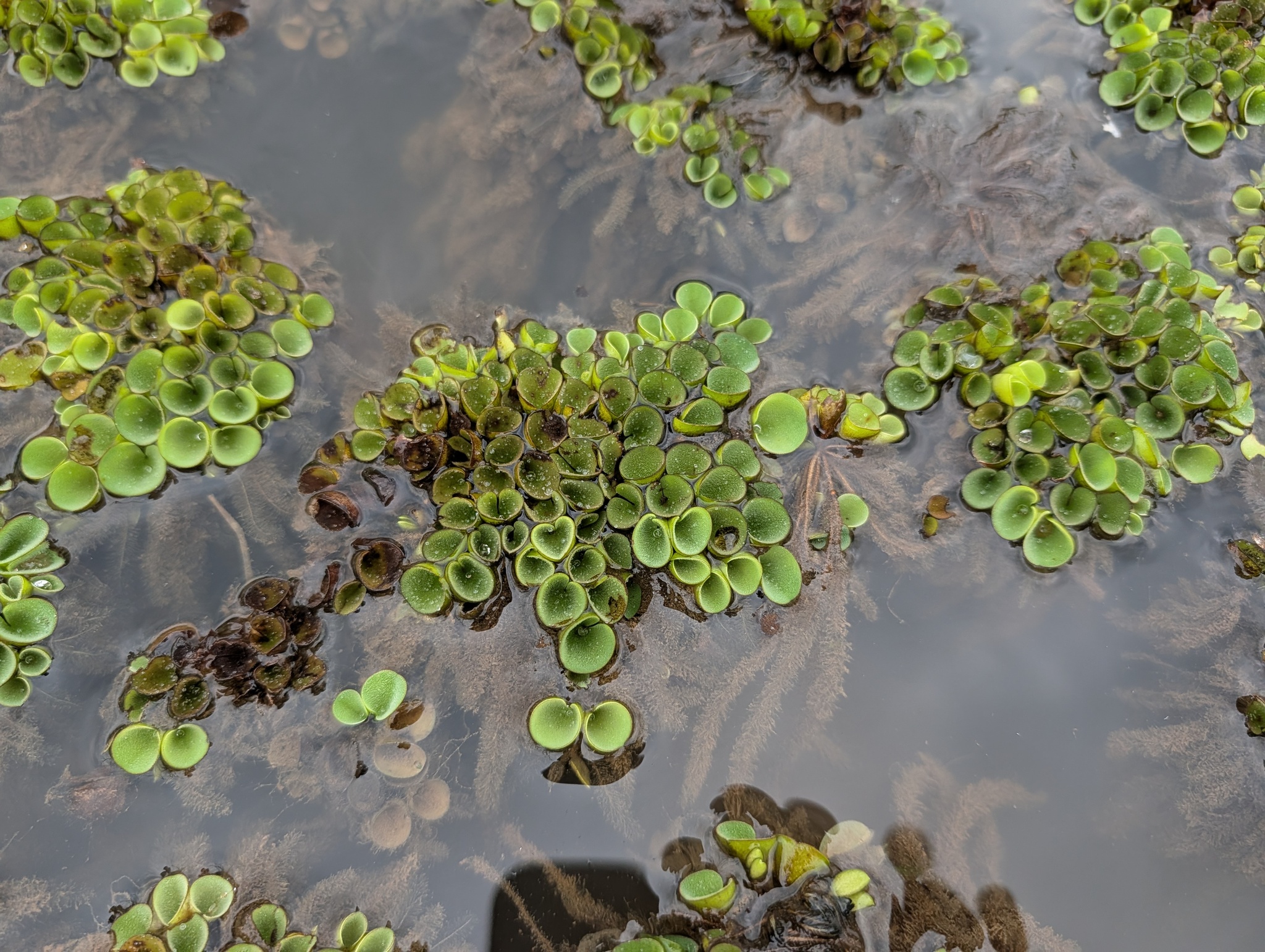 Asian Watermoss (Salvinia cucullata)
