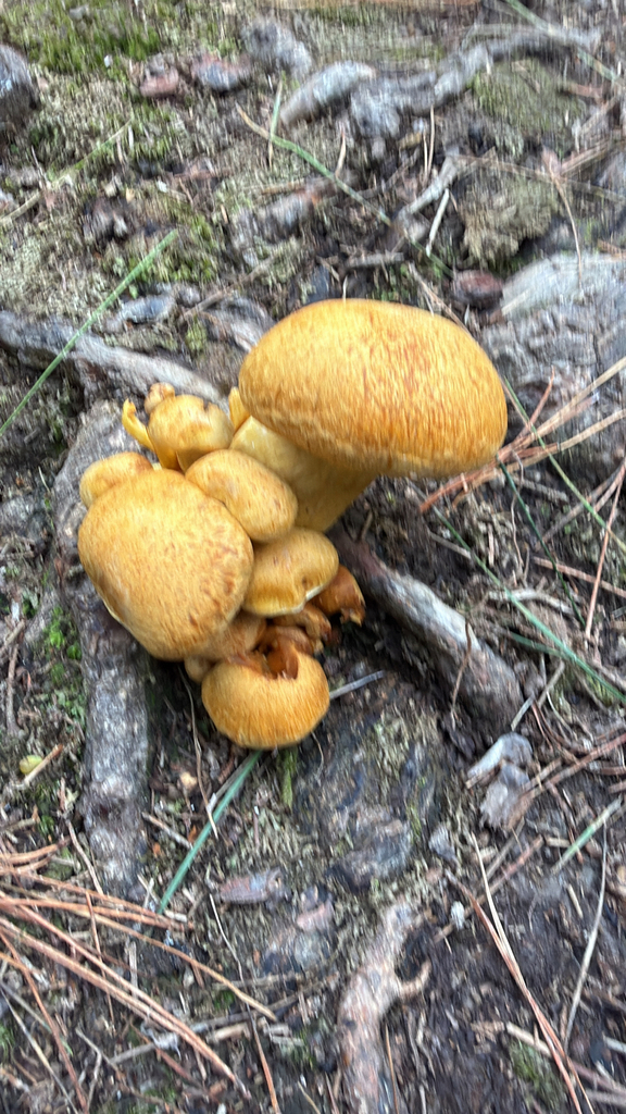 Gymnopilus junonius · March 2026 · photo: © pluckytree (iNaturalist, cc-by)