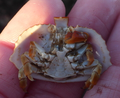 Cryptolithodes sitchensis