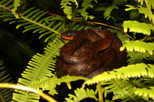 Gunung Murud Keelback
