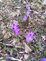 Crocus heuffelianus