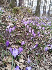 Crocus heuffelianus