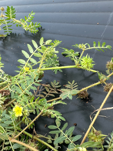 Tribulus terrestris observed 2026-03-16