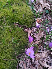 Crocus heuffelianus
