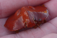 Cryptolithodes sitchensis