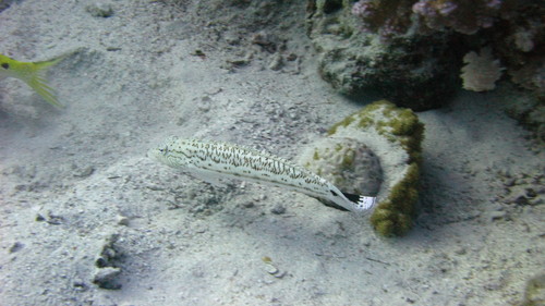 Blacktail grubfish (Parapercis hexophtalma) — Pinguipedidae — 5