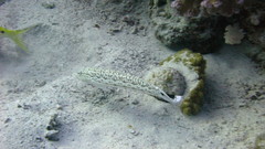 Parapercis hexophtalma