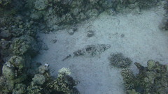 Papilloculiceps longiceps