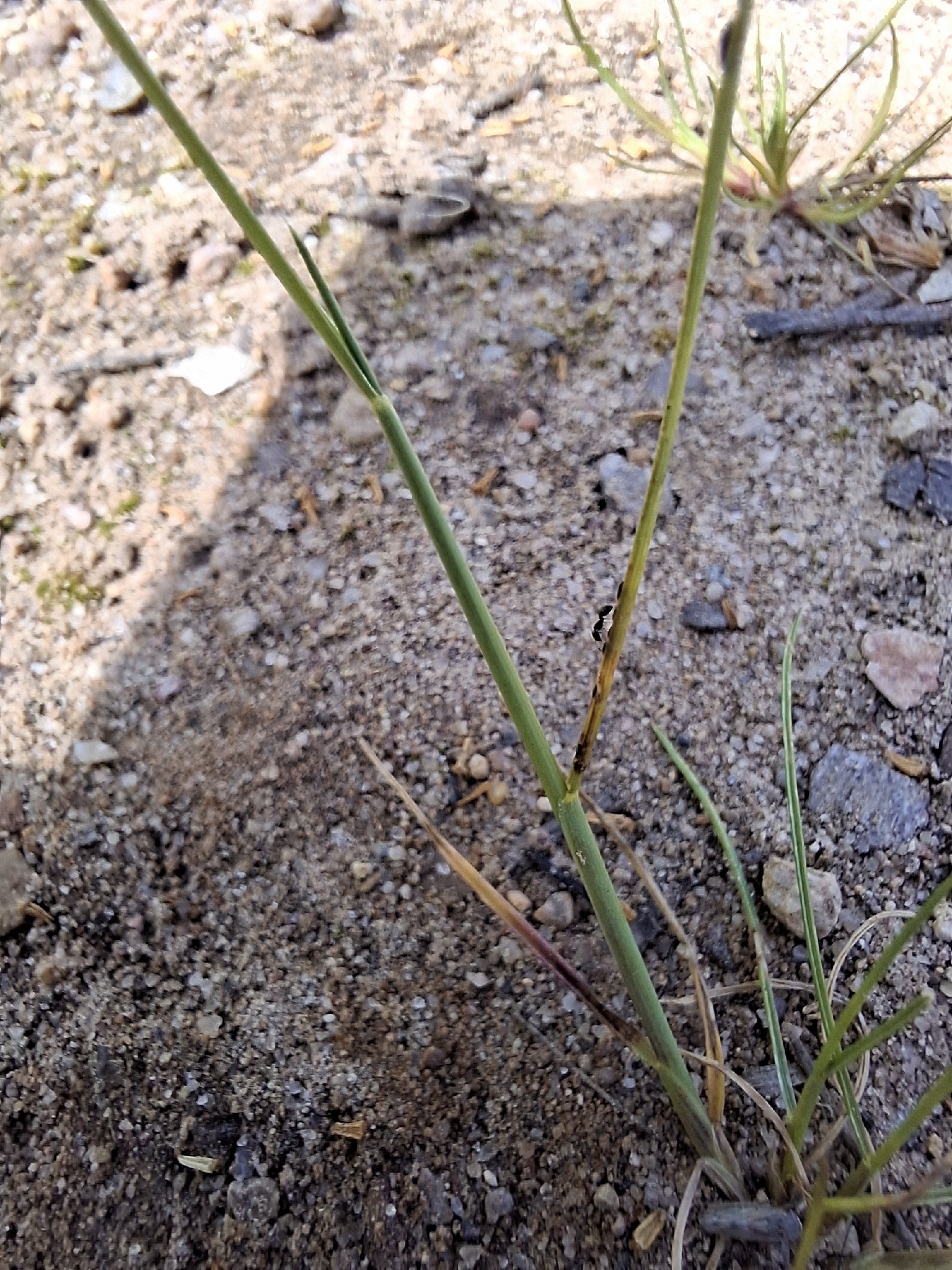 Monomorium lorenzoi