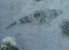 Papilloculiceps longiceps