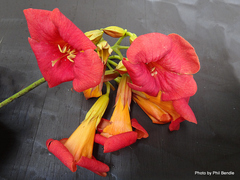 Campsis grandiflora