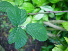 Rubus newbouldii
