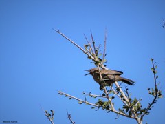 Pseudoseisura gutturalis