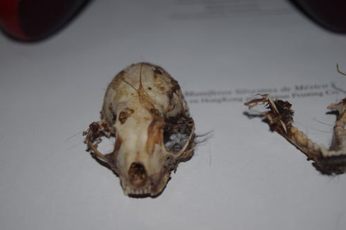 Spilogale angustifrons observed by xcm54