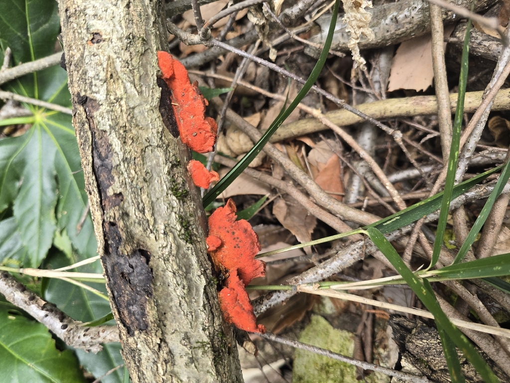 Trametes coccinea · March 2026 · photo: © tbc_watanabe (iNaturalist, cc-by-sa)