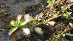 Ludwigia adscendens