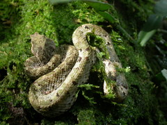 Craspedocephalus borneensis