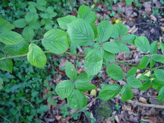 Rubus wirralensis