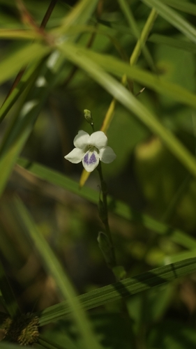 Asystasia intrusa