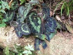 Begonia longiciliata, photograph Pavel Kirillov, CC BY-SA, iNaturalist via GBIF