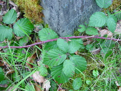 Rubus anisacanthos