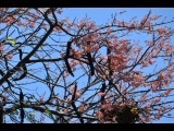 Pink Shower (Cassia grandis)