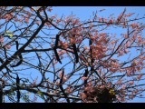 Arbre Aux Douches Roses (Cassia grandis)