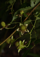 Rubus cardotii