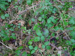 Rubus anisacanthos