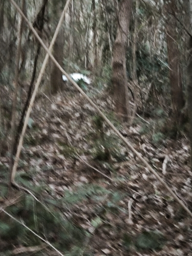 Silver Pheasant
