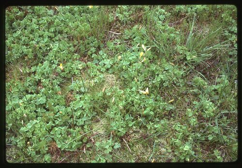 Suksdorf's woodsorrel (Oxalis suksdorfii)