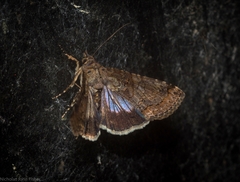 Lophoptera hemithyris