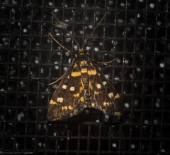 Diathrausta ochreipennis