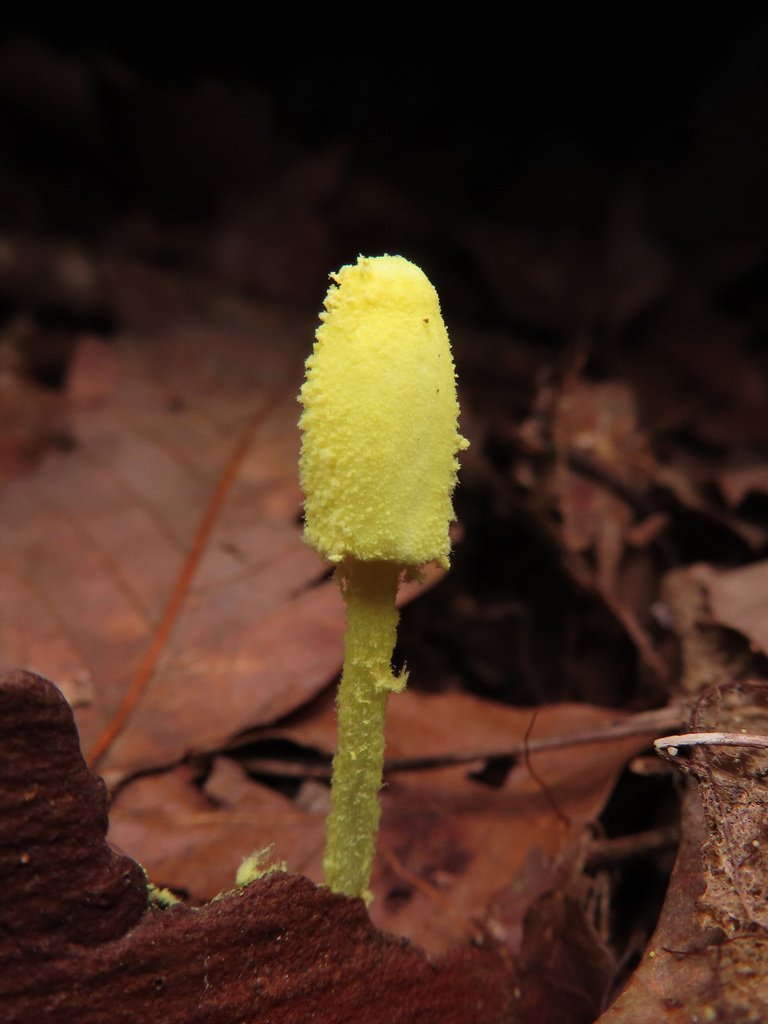 Leucocoprinus fragilissimus · August 2021 · photo: © timur_kalininsky (iNaturalist, cc-by)