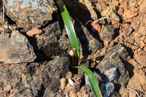 Cascade onion (Allium cratericola)