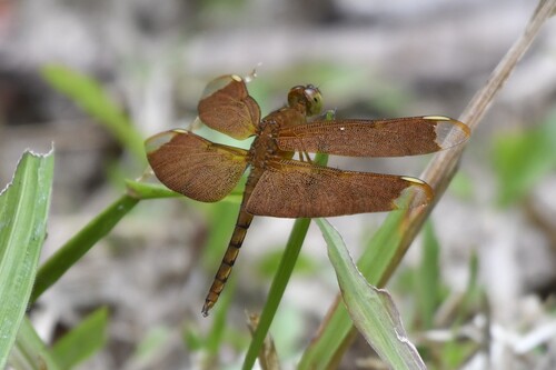Russet Percher