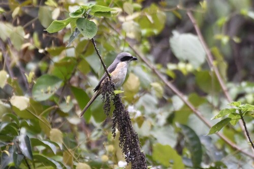 Grey-backed Shrike