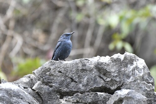 Blue Rock-Thrush