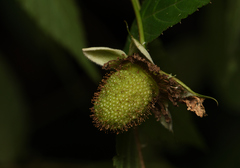 Rubus cardotii