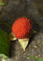 Rubus cardotii
