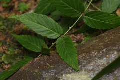 Rubus cardotii