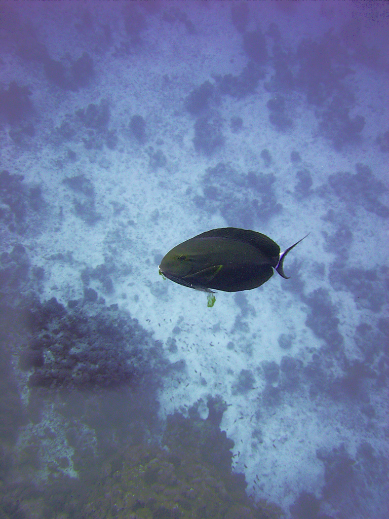 Black surgeonfish