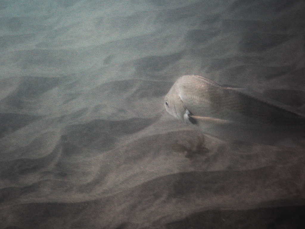 Croaker