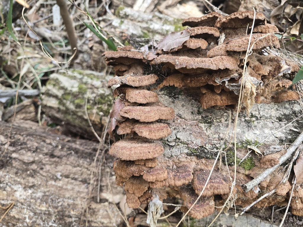 Fuscoporia gilva · March 2026 · photo: © tbc_watanabe (iNaturalist, cc-by-sa)