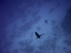 Acanthurus gahhm