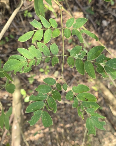 Leucaena trichodes observed 2026-02-18